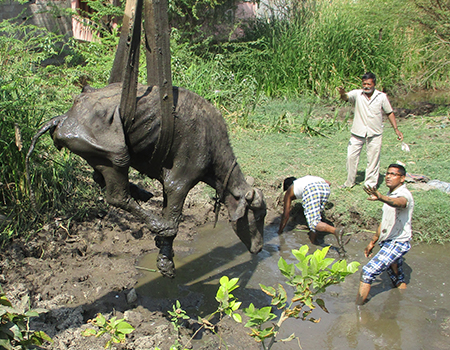 Animal Rahat: 15 Years of Groundbreaking Work for Animals