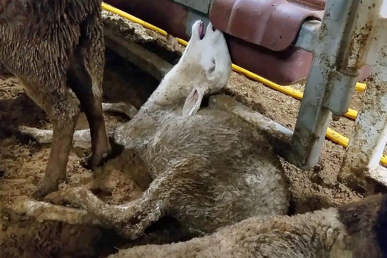 Australian Live Exporter Charged With Cruelty to Animals