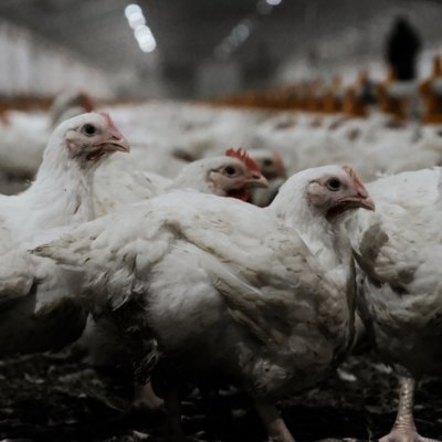 Chickens at a poultry farm in Australia.