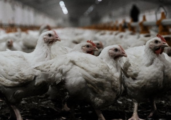 Chickens at a poultry farm in Australia.