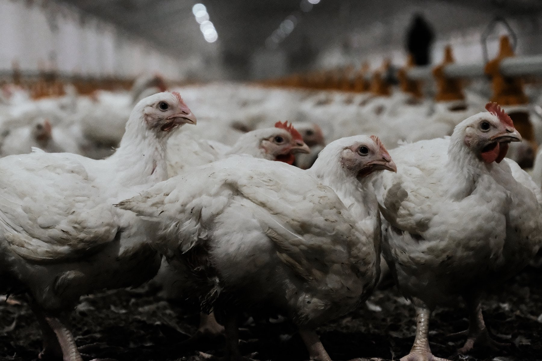 Chickens at a poultry farm in Australia.