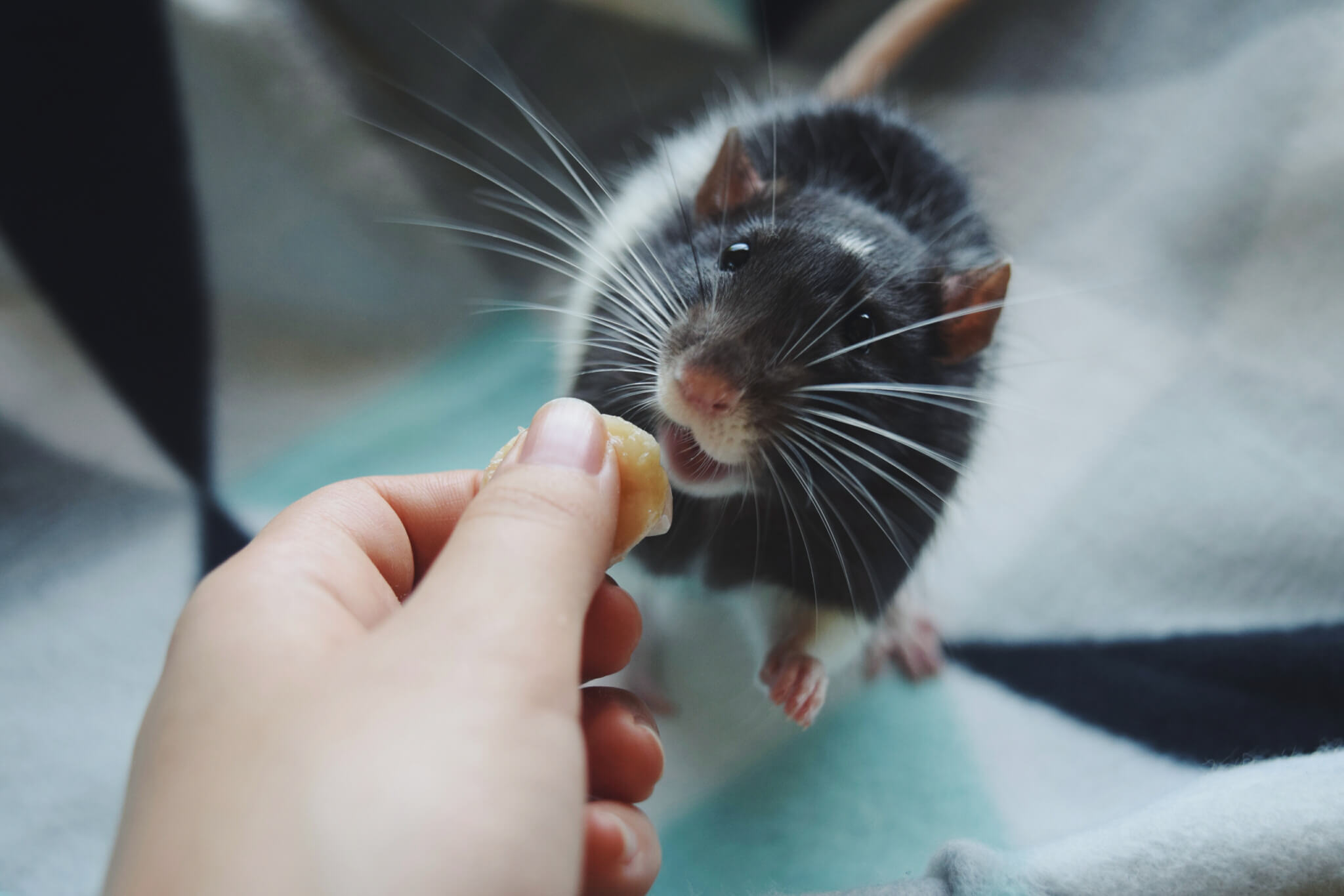 Apollo the rat