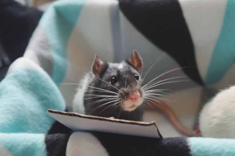 Apollo the adopted rat