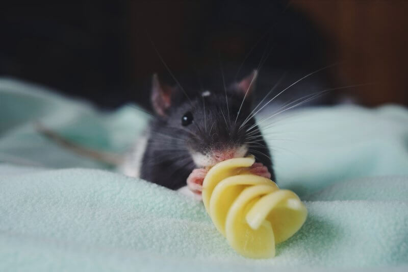 Apollo the adopted rat