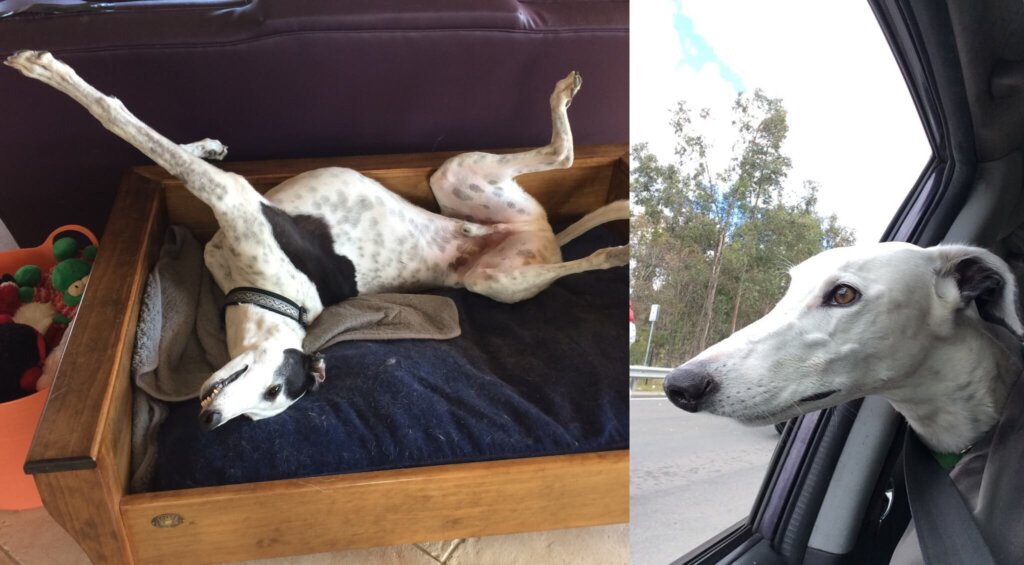 ash - rescued greyhound