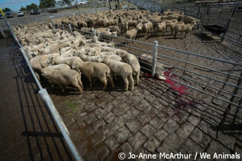sheep at auction