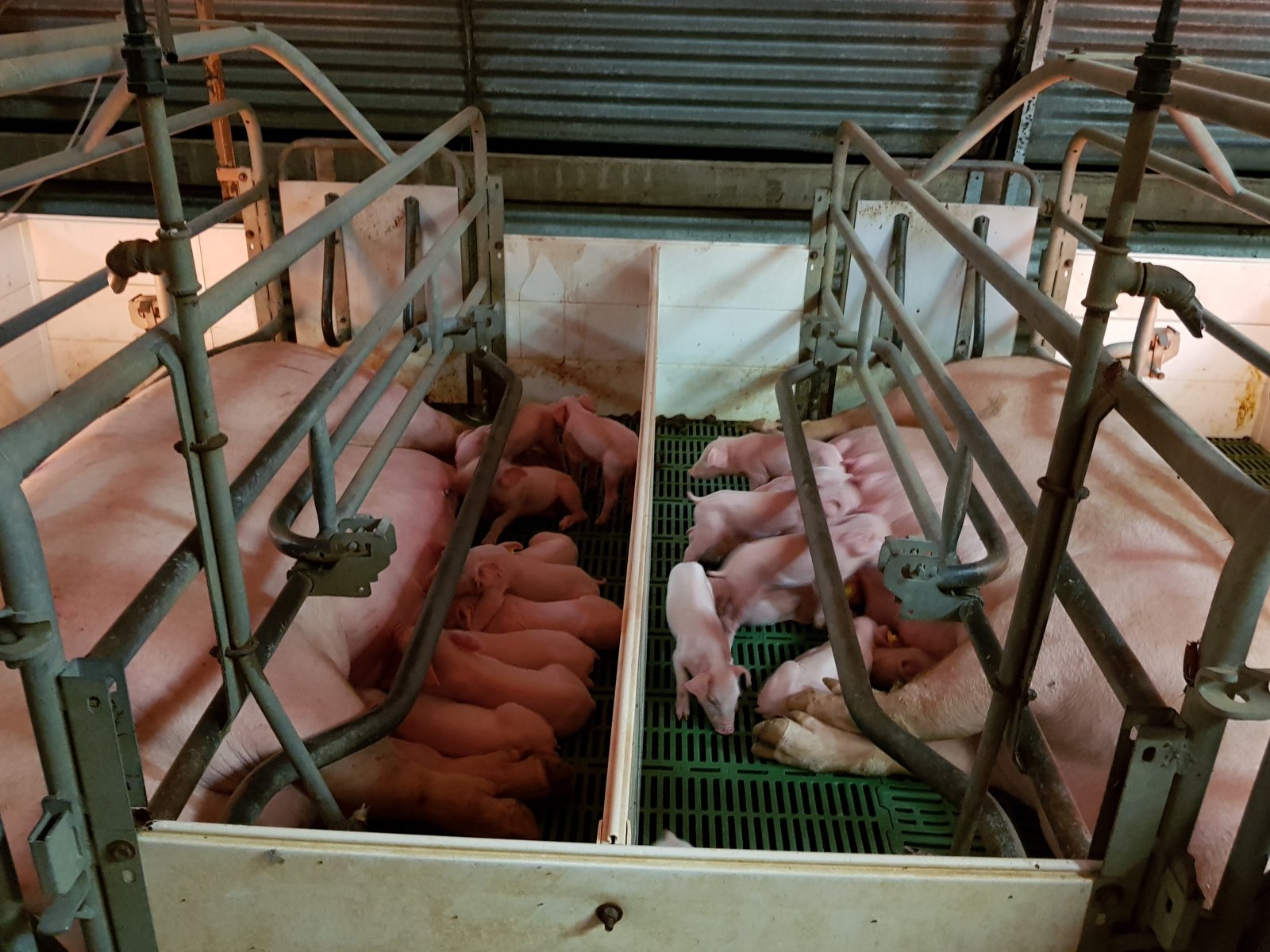 Pigs at a factory farm in Australia.