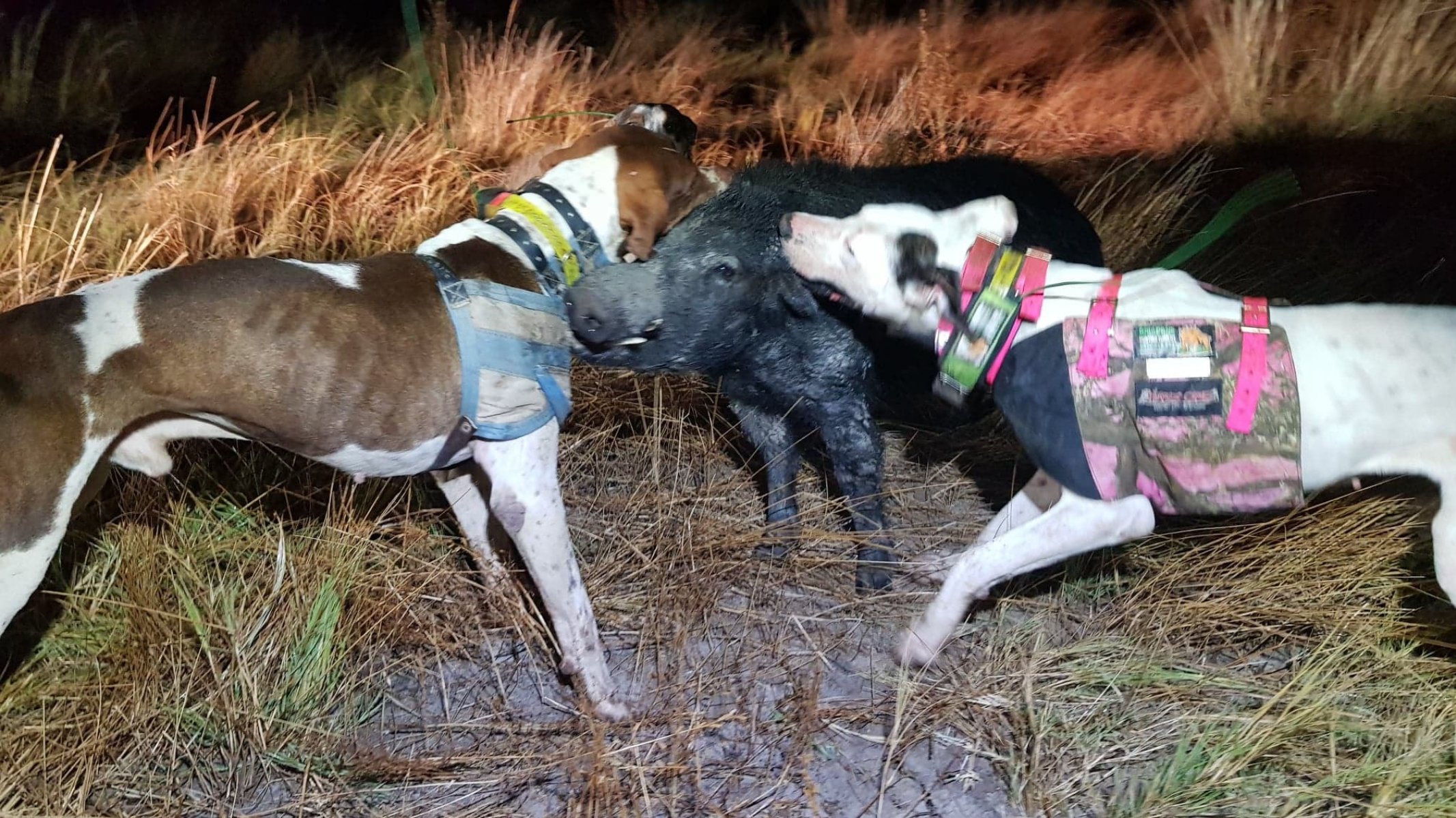 good pig hunting dogs