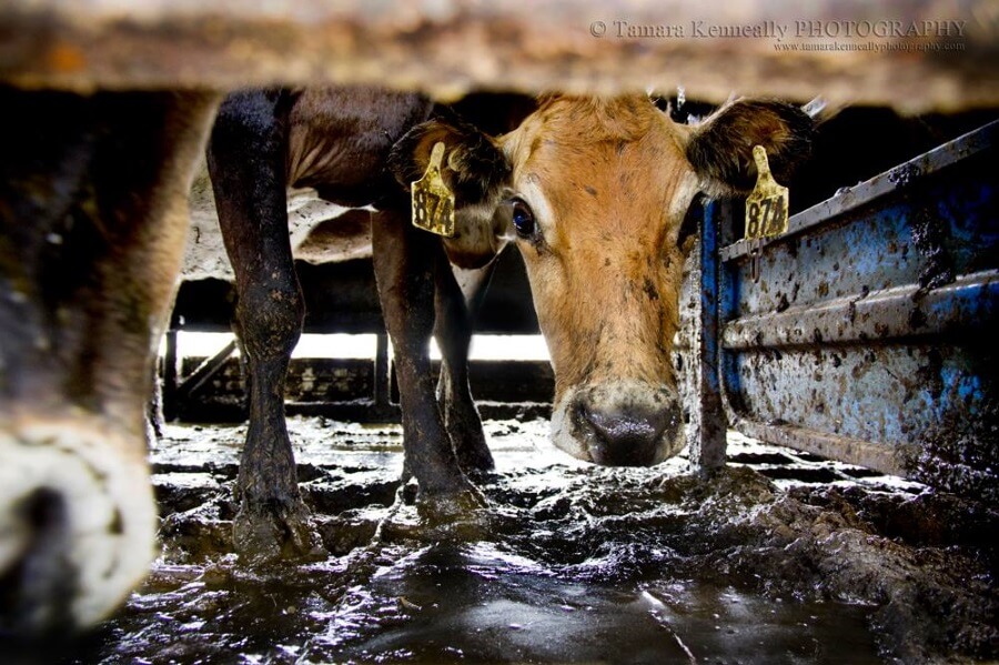 Australian dairy industry cruelty