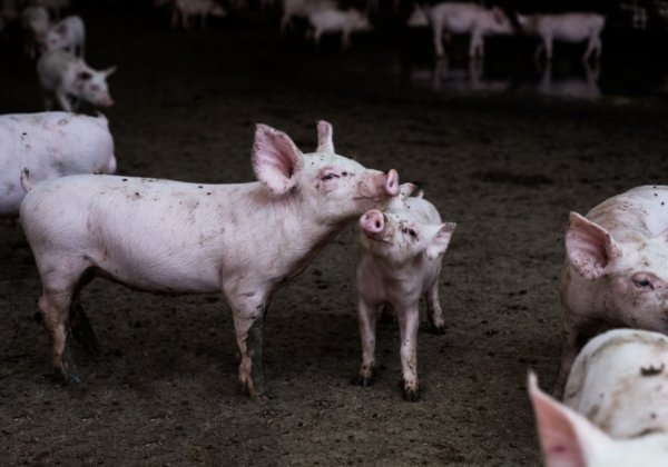 A photo of pigs on an Australian farm.