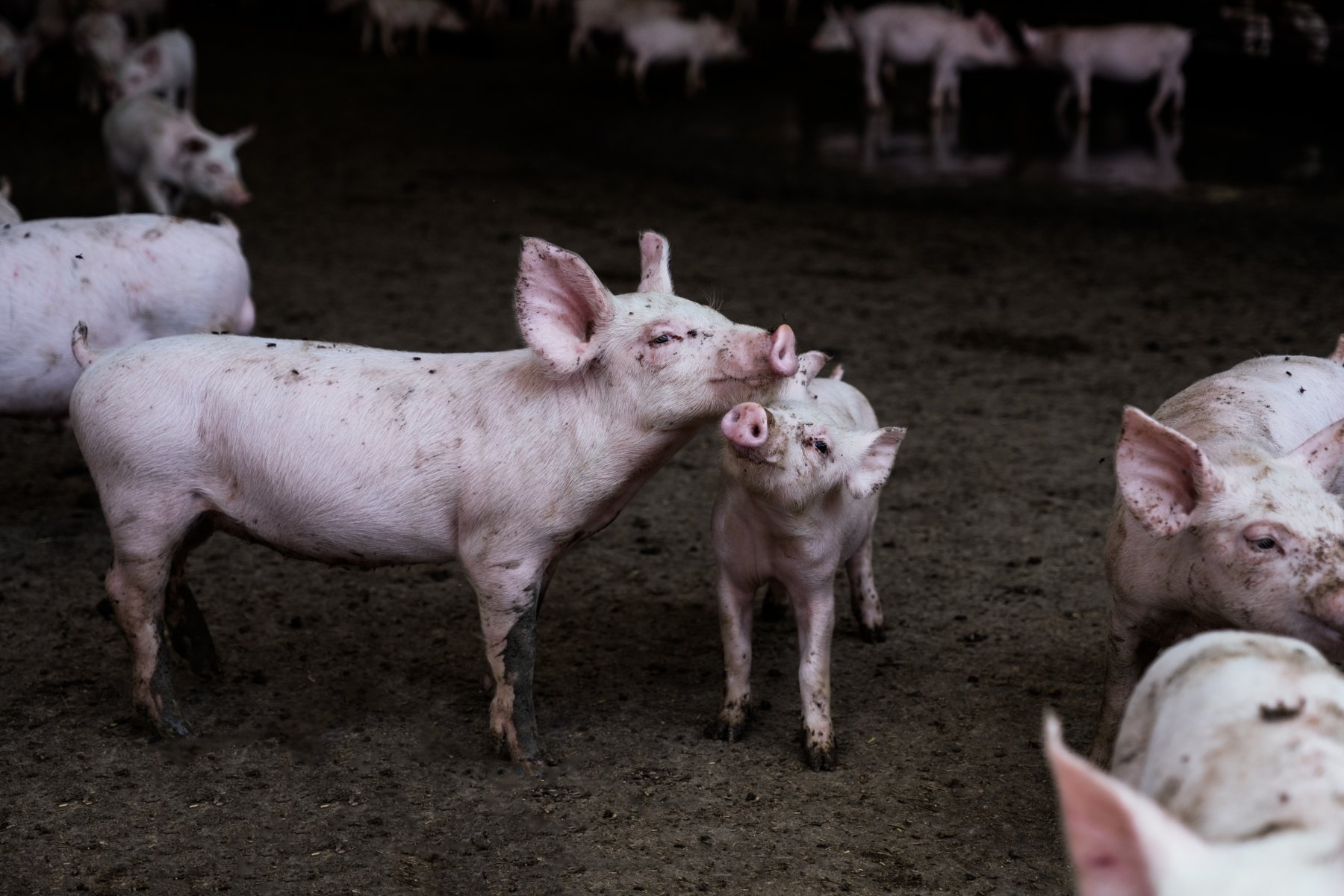 A photo of pigs on an Australian farm.