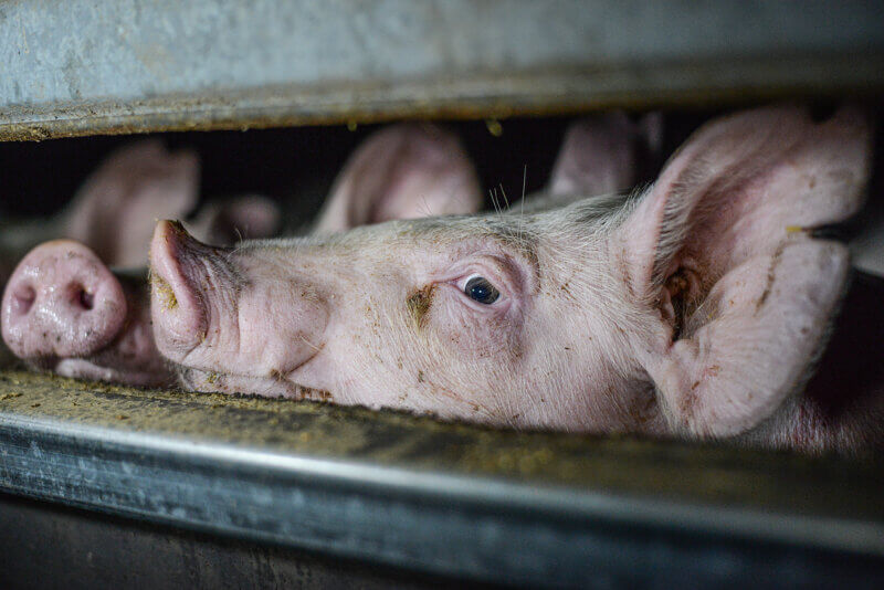 Young pigs in crowded conditions at a large pig farm.