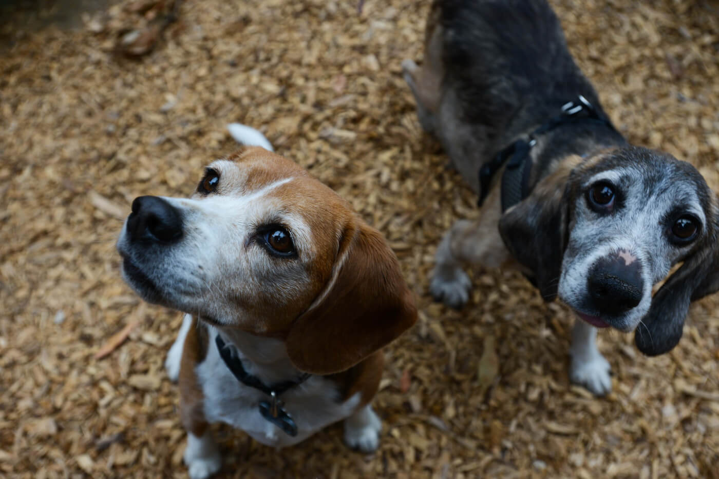 a photo of two beagles