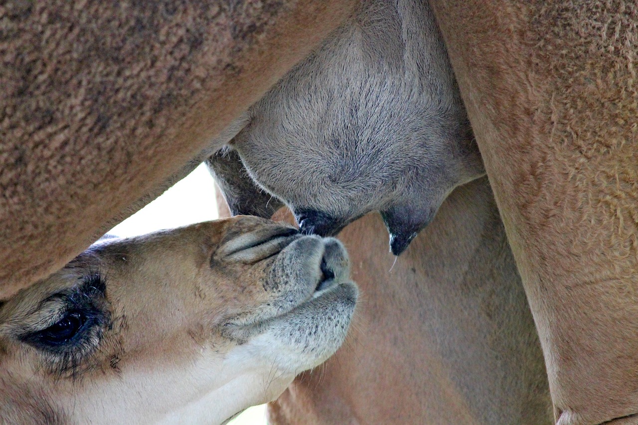 No, Camels’ Milk Isn’t Vegan