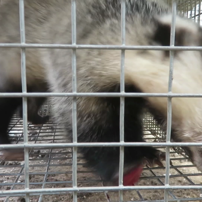 Badger with chewed off foot