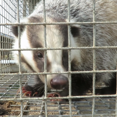 Badgers in cages