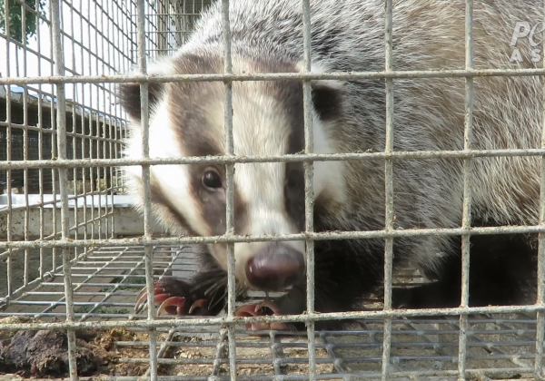 Badgers in cages