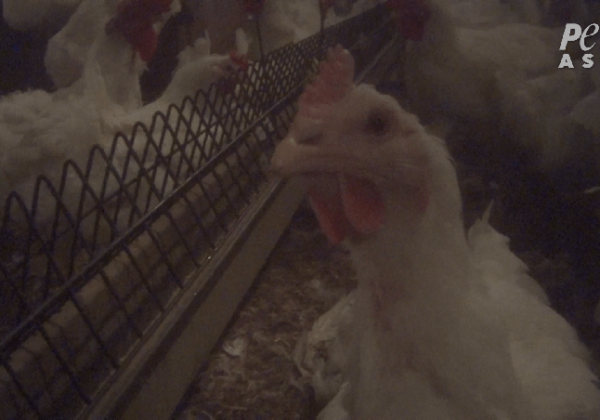 A chicken at Baiada's breeding facility