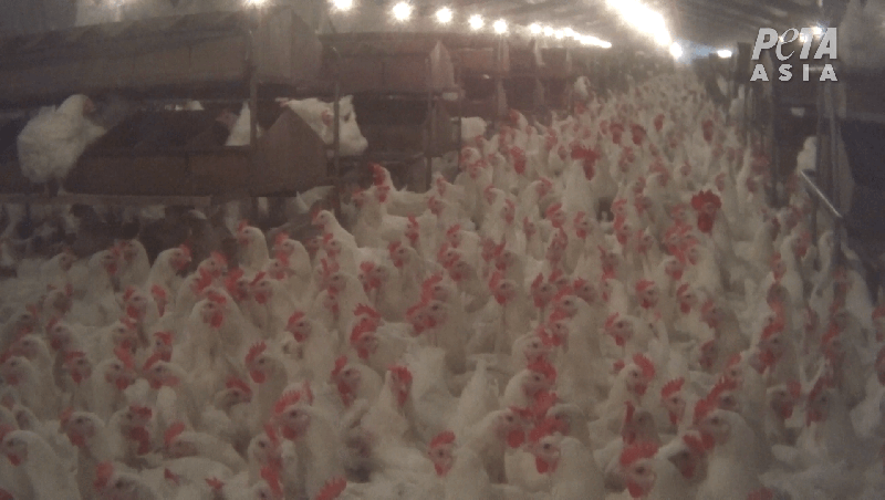 Baiada Chicken Breeding Facility