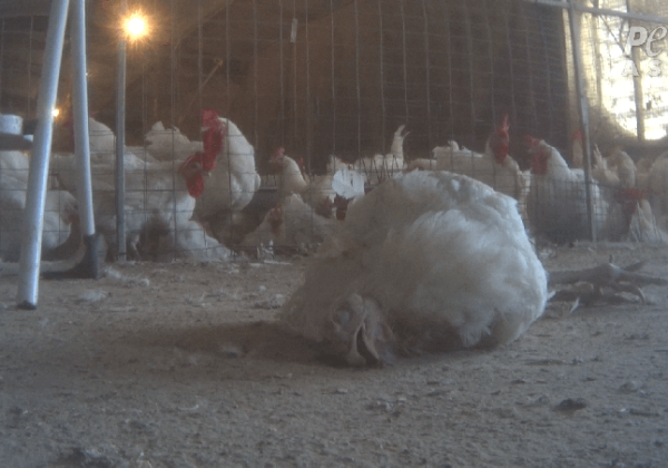 Exposed: Birds Beaten at Australia’s Largest Chicken Producer