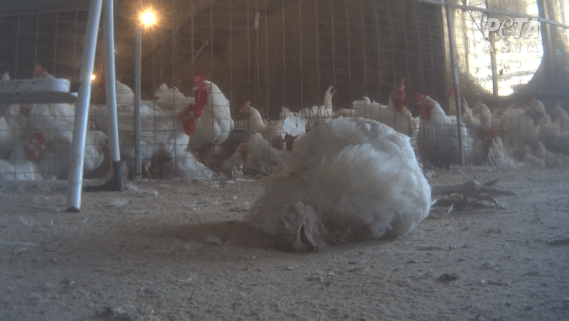 Baiada chicken breeding facility