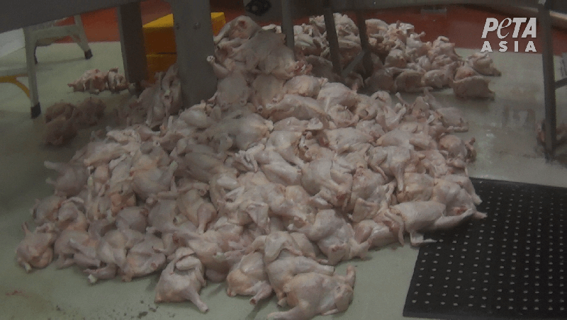 Dead chickens on the ground