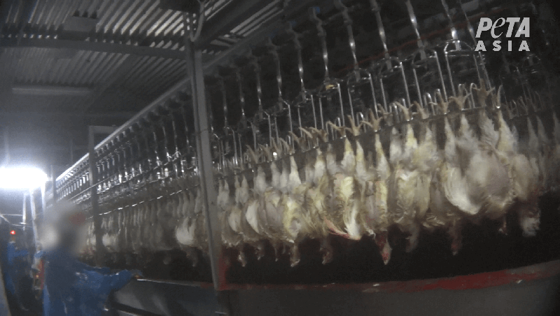 Baiada worker cutting chicken necks