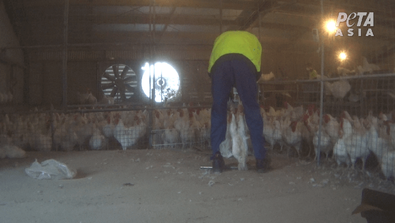 Baiada Worker killing a chicken