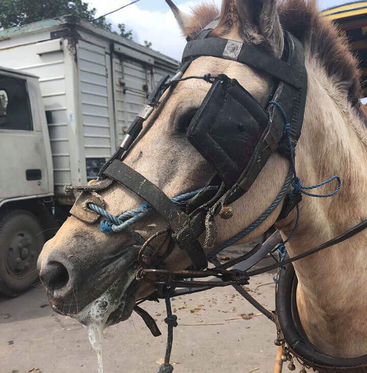 Tourism-Fuelled Animal Abuse on the Gili Islands