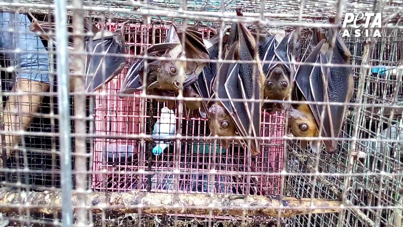 Bats in a cage at a live animal market.