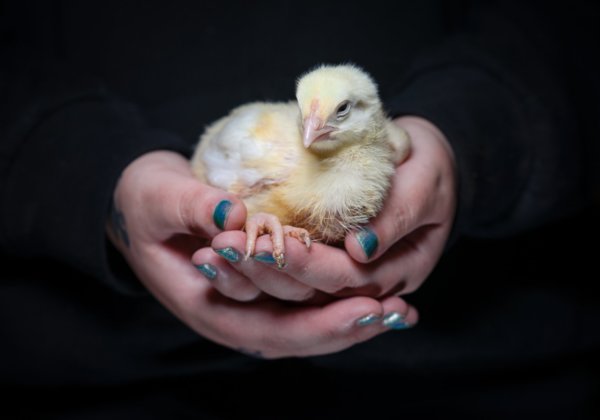 Chick held by an activist