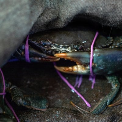 A photo of a bound crab at a live seafood store in Australia.