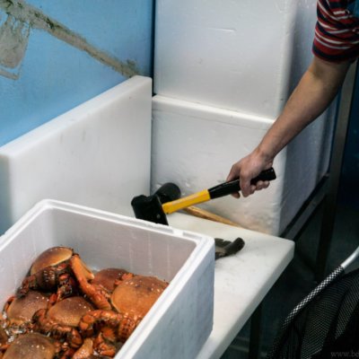 A photo of a fish being killed at a live sea food store in Australia with a hammer to the head.