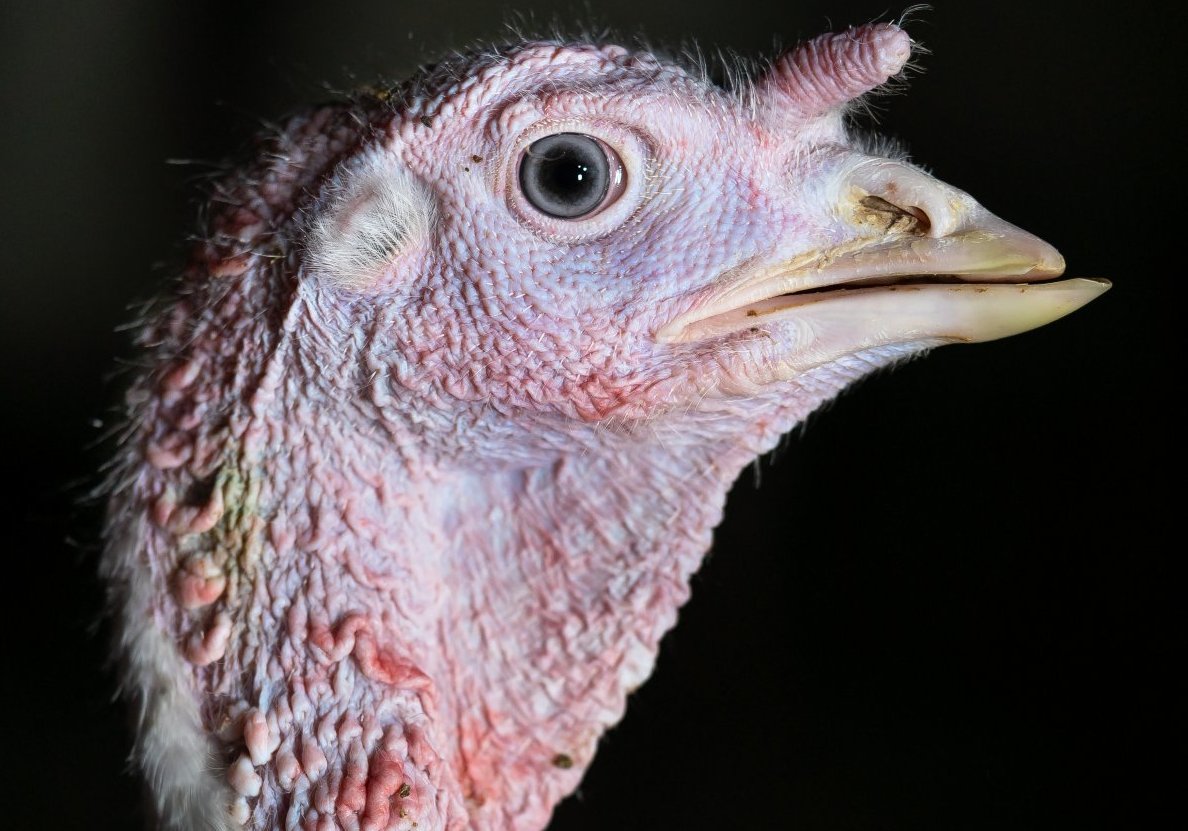 a turkey