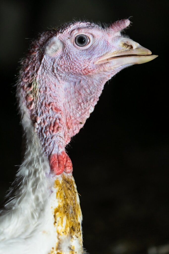a turkey