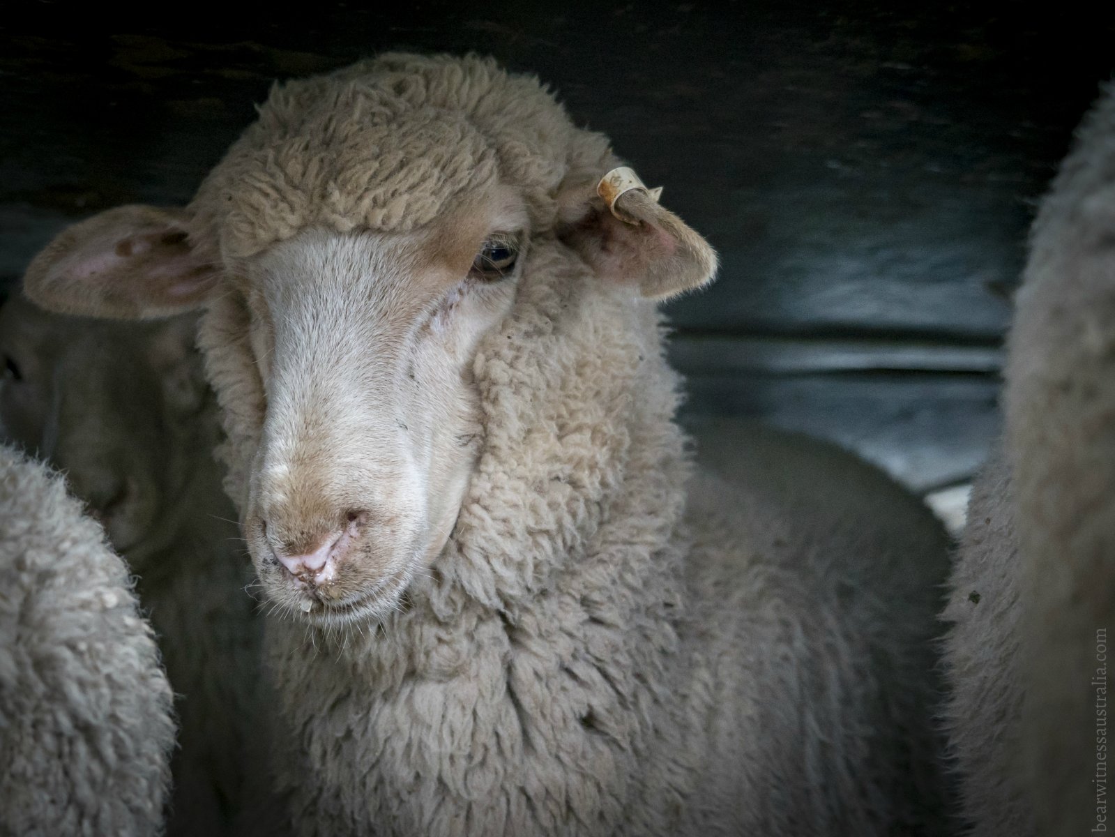 Belgium Bans Ritual Slaughter. Should Australia Be Next?