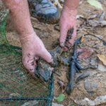 Two eastern water dragons found in an enclosed yabby trap at Woogaroo Creek at Ipswich