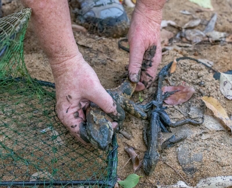 Two eastern water dragons found in an enclosed yabby trap at Woogaroo Creek at Ipswich