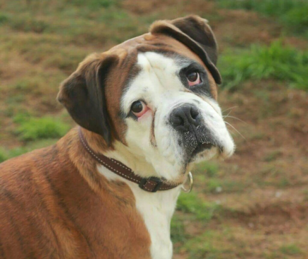 bernard- adopted dog