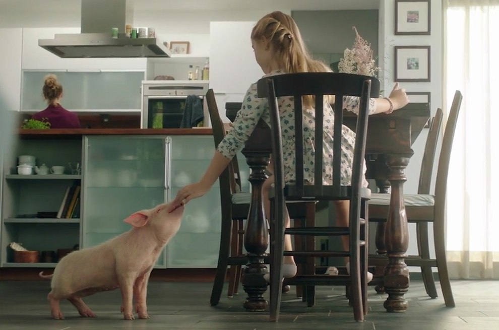 The Story of Lucky The Baby Pig, Who Is Just Like Your Dog