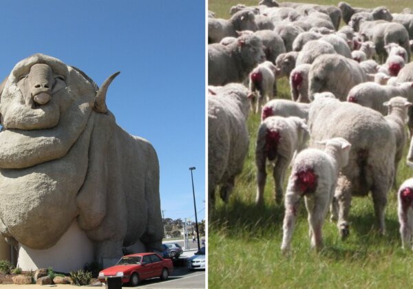 Mulesed Lamb Statue Proposed for Goulburn