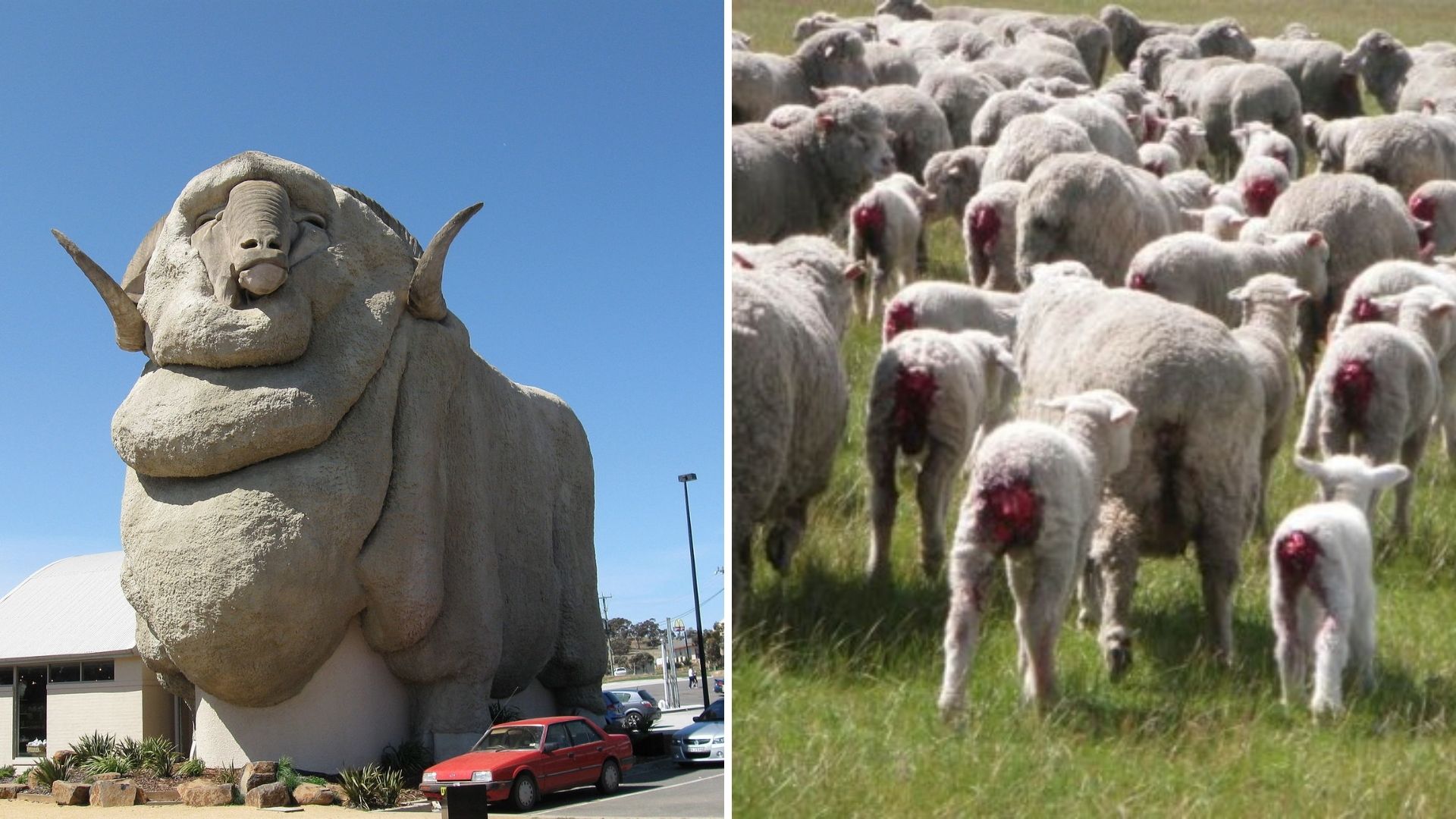 On the left: Goulburn's "Big Merino". On the right: an image of mulesed sheep. 