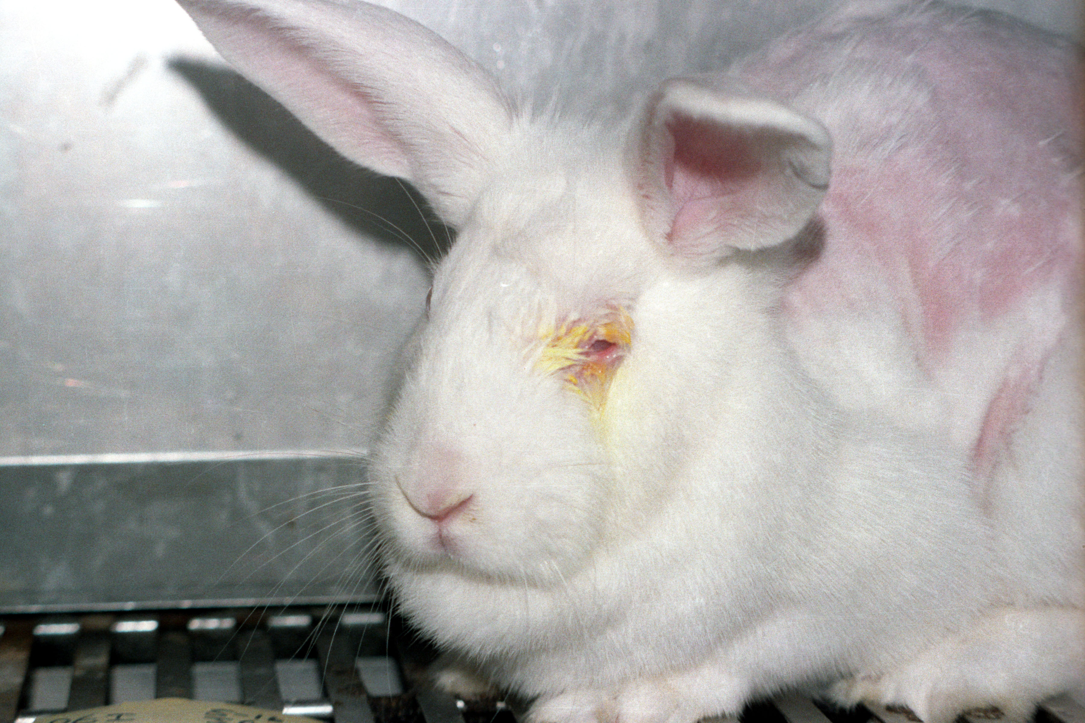 Good News From New Zealand – Animal Testing for Cosmetics Banned!