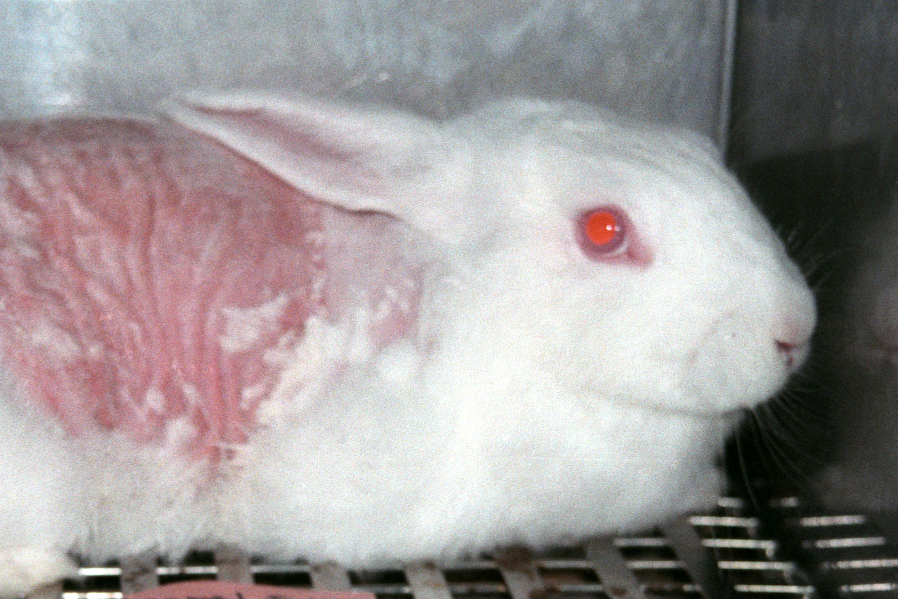 A photo of a skin irritation test done on a rabbit.