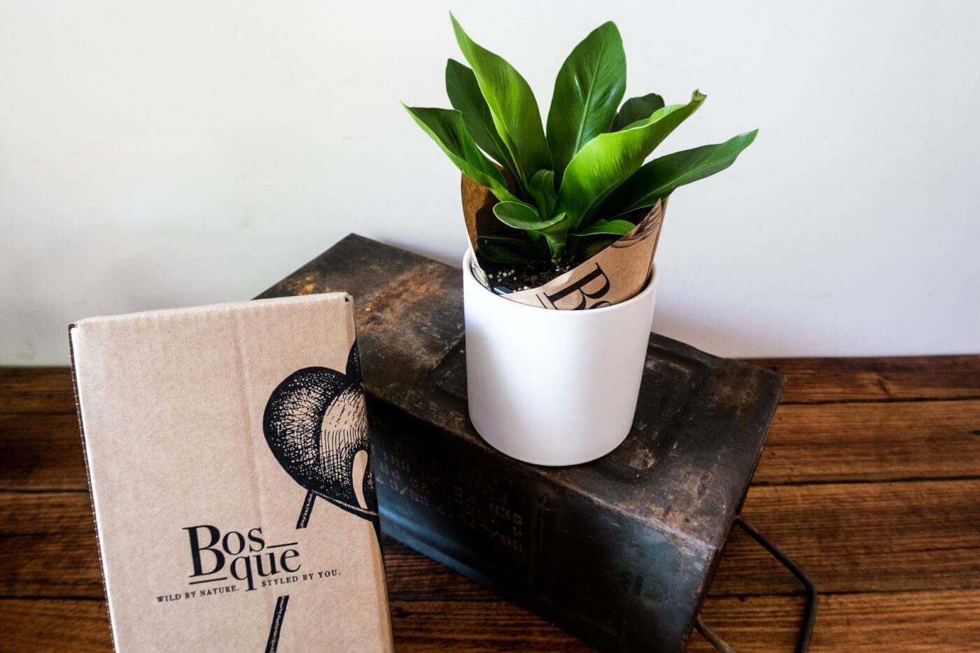 A bird's nest fern from Bosque.