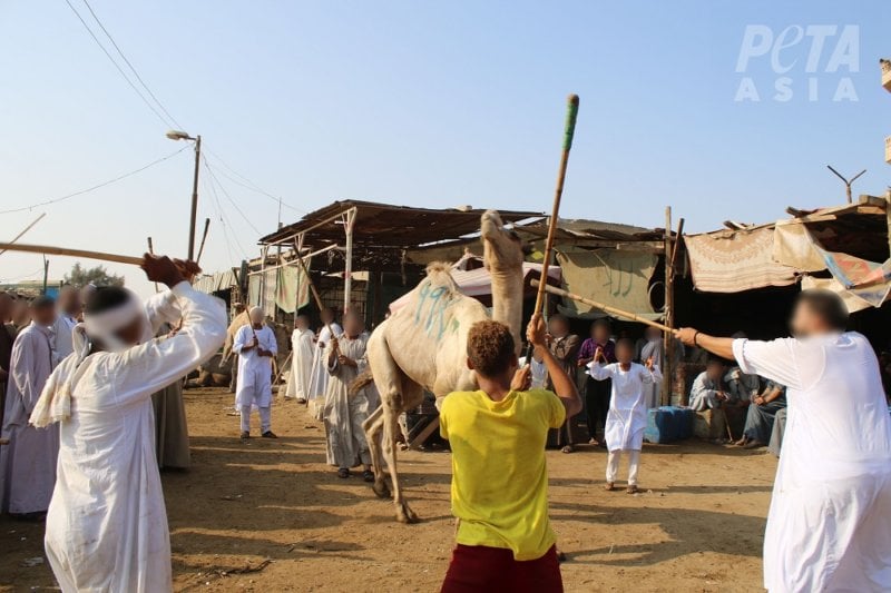 At the notoriously cruel Birqash Camel Market, men and children were observed viciously beating screaming camels with sticks.