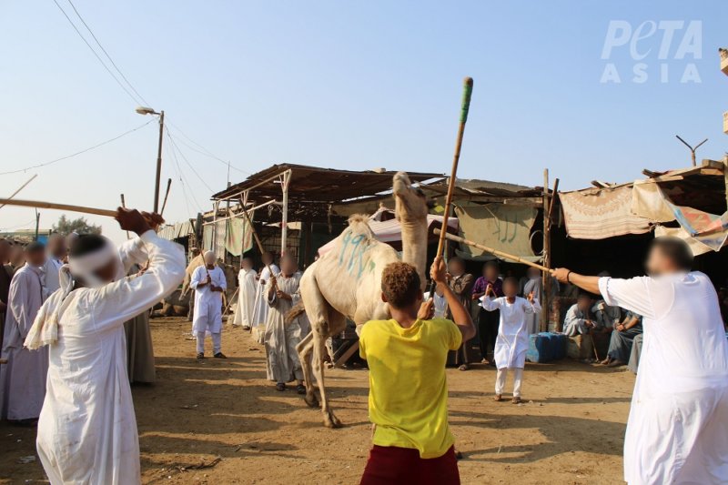 At the notoriously cruel Birqash Camel Market, men and children were observed viciously beating screaming camels with sticks. 