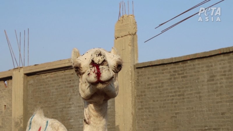 At the notoriously cruel Birqash Camel Market, men and children were observed viciously beating screaming camels with sticks. 