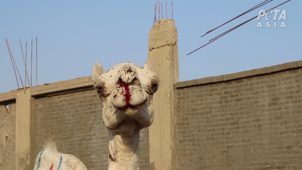 At the notoriously cruel Birqash Camel Market, men and children were observed viciously beating screaming camels with sticks.