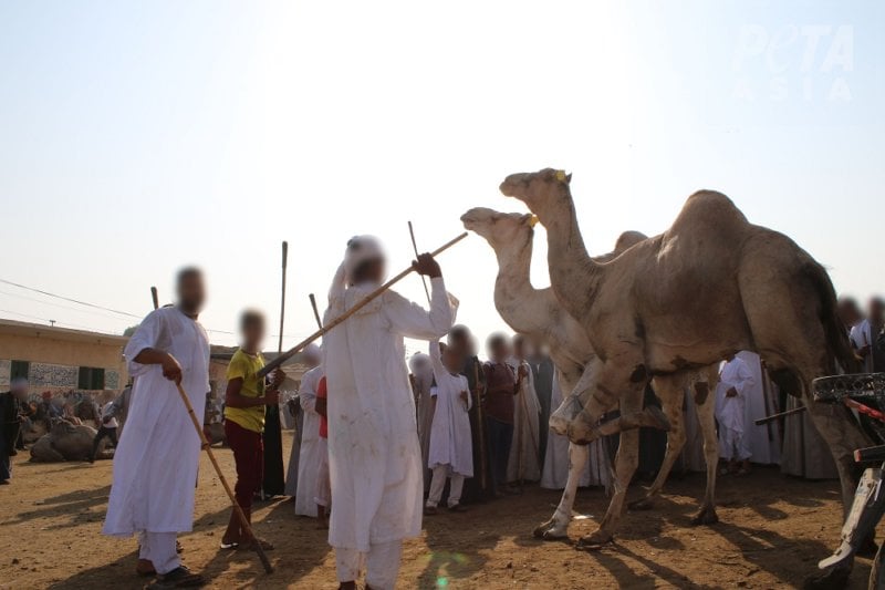 At the notoriously cruel Birqash Camel Market, men and children were observed viciously beating screaming camels with sticks. 